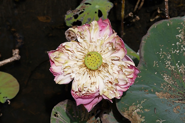 Muang Boran-2008-049